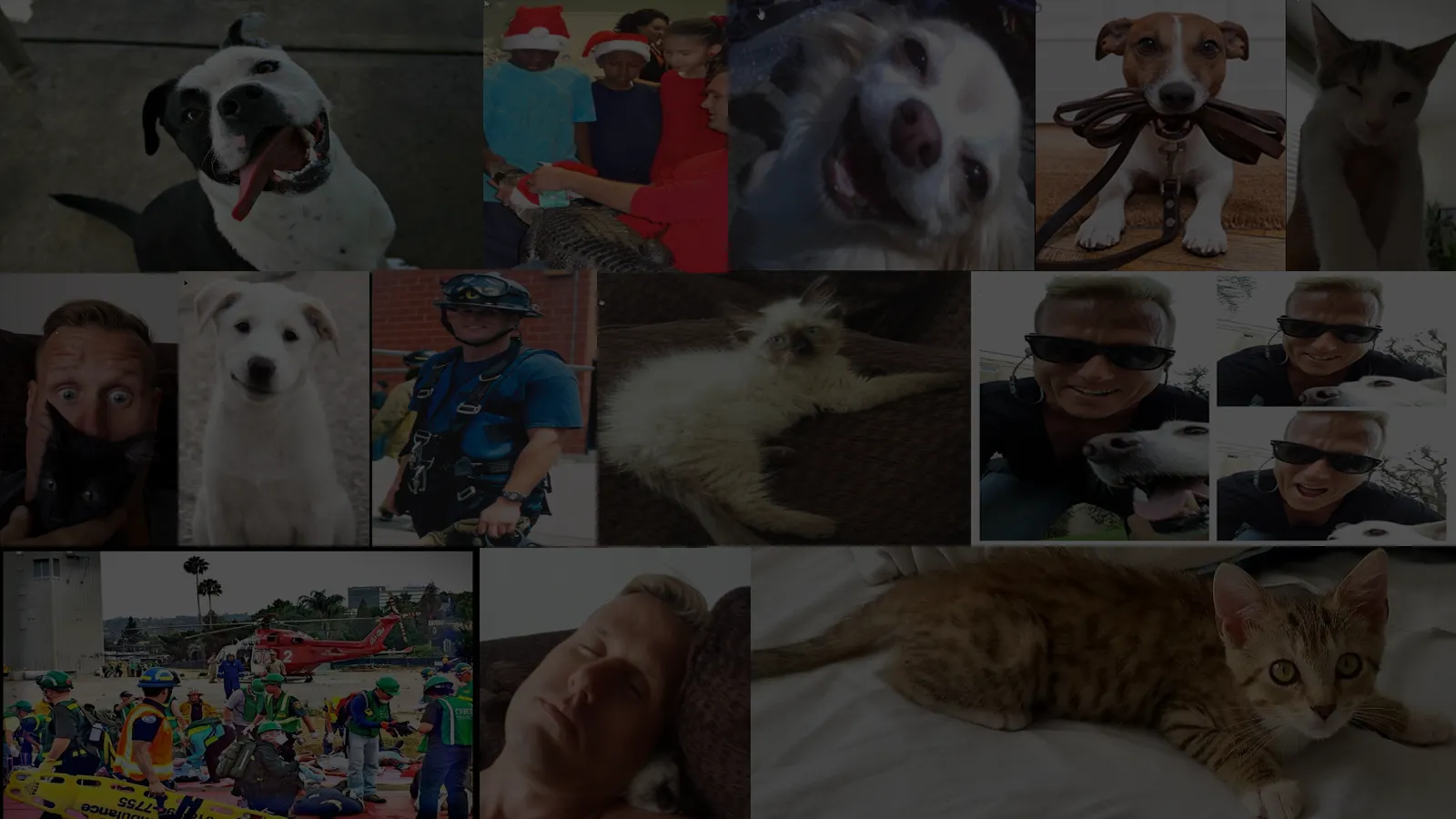 A collage of shelter dogs, kittens, kids in Christmas hats, a firefighter, a CERT search-and-rescue scene, and Luke with the various animals he's fostered over the years
