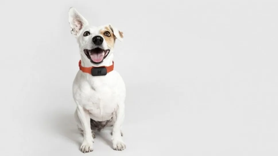Nuzzle GPS pet collar — wearable activity and location tracker for dogs